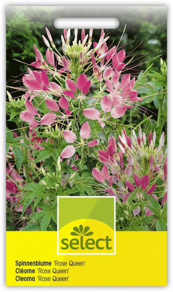 Spinnenblume 'Rose Queen' - Cleome hassleriana
