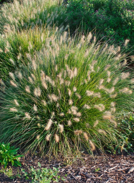 Federborstengras 'Little Bunny' - Pennisetum alopecuroides