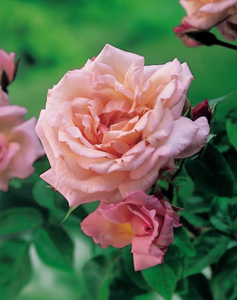 Kletterrose 'Compassion'® - Rosa x hybrida
