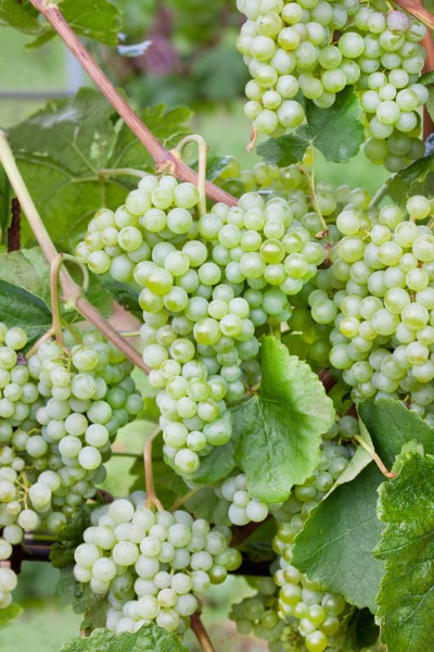Weinrebe 'New York (Lakemont)' - Vitis vinifera