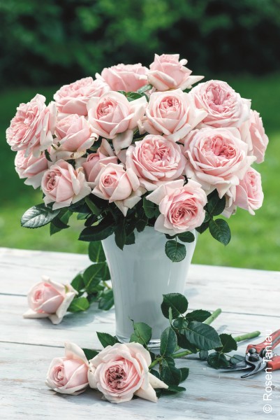 Edelrose 'Aphrodite'® - Rosa x hybrida