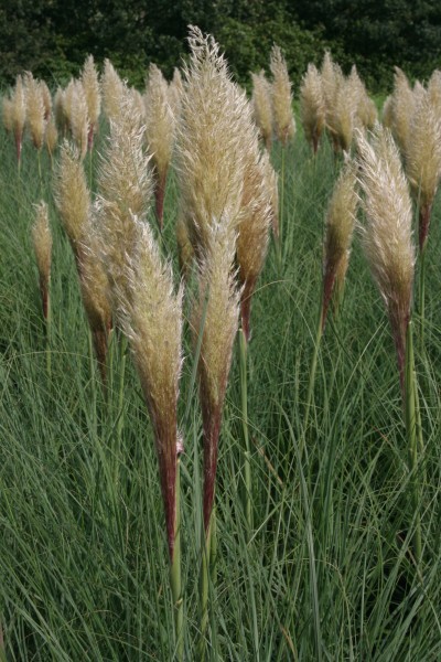 Zwerg-Pampasgras 'Evita' - Cortaderia selloana