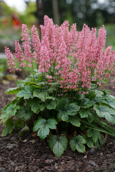 Silberglöckchen 'Pink Revolution' - Heucherella tiarelloides