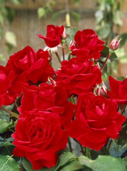 Beetrose 'Nina Weibull'® - Rosa x hybrida
