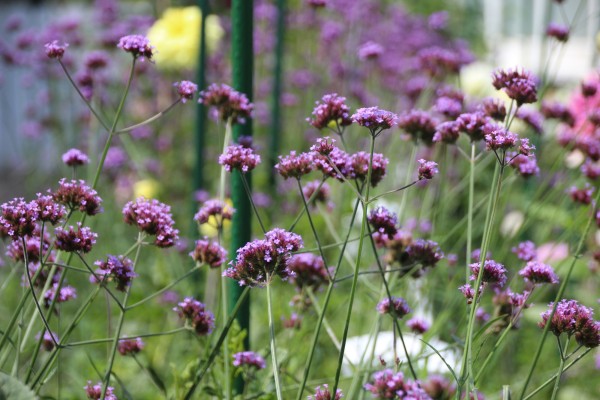 Verbene 'Bonnie Blue' - Verbena bonariensis