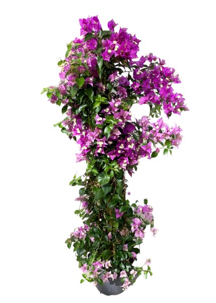 Bougainvillea Pyramide