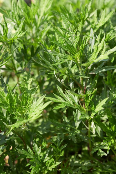 Beifuss - Artemisia vulgaris