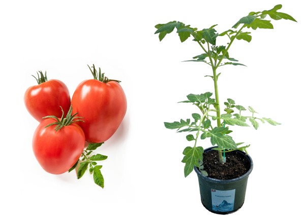 Tomate 'Ochsenherz' herzförmig veredelt