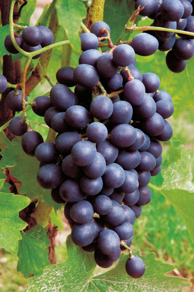 Weinrebe 'Blauer Muskateller' - Vitis vinifera
