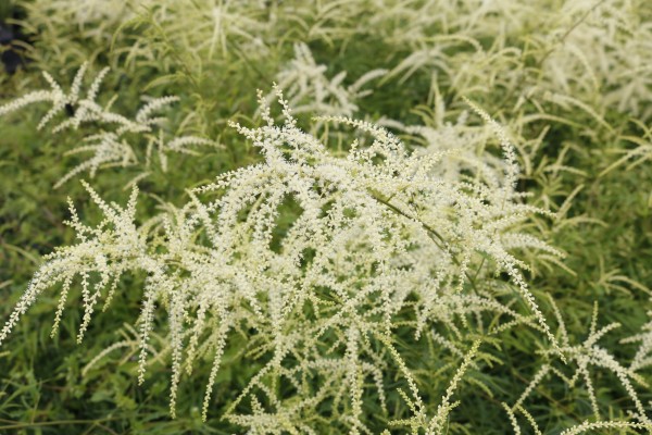 Geschlitzter Geissbart 'Kneiffii' - Aruncus dioicus