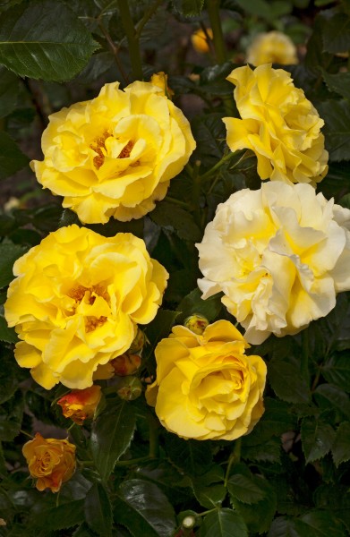 Strauchrose 'Lichtkönigin Lucia'® - Rosa x hybrida