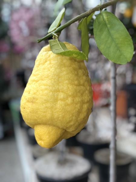 Citrus 'Zitronatzitrone'