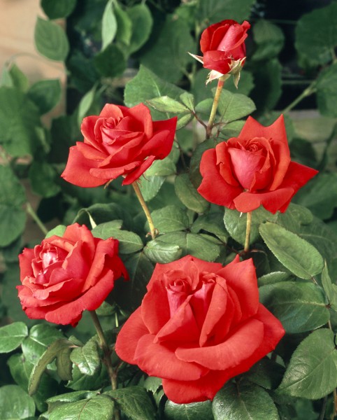 Edelrose 'ChristopheColomb'® - Rosa x hybrida