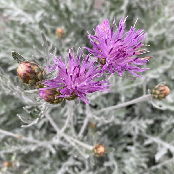 Flockenblume 'Silver Feather'