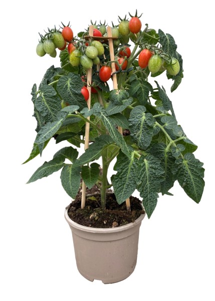 Snack-Tomaten 'Plum' red