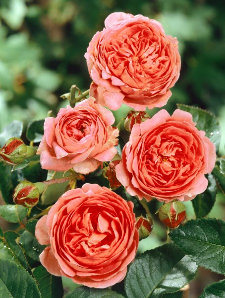 Edelrose 'Chippendale'® - Rosa x hybrida