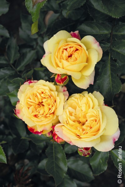 Beetrose 'Lampions'® - Rosa x hybrida