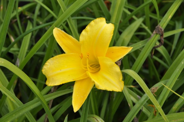 Taglilie 'gelb' - Hemerocallis x cultorum