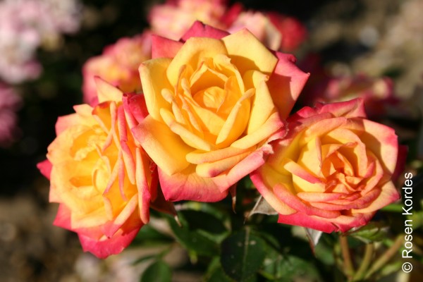 Stammrose 'Little Sunset'® - Rosa x hybrida