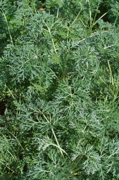 Echter Wermut, Absinth - Artemisia absinthium