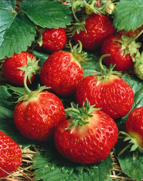 Bodendecker-Erdbeere 'Florika' - Fragaria vesca