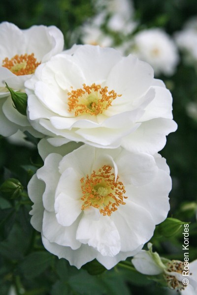 Bodendeckerrose 'Innocencia'® - Rosa x hybrida