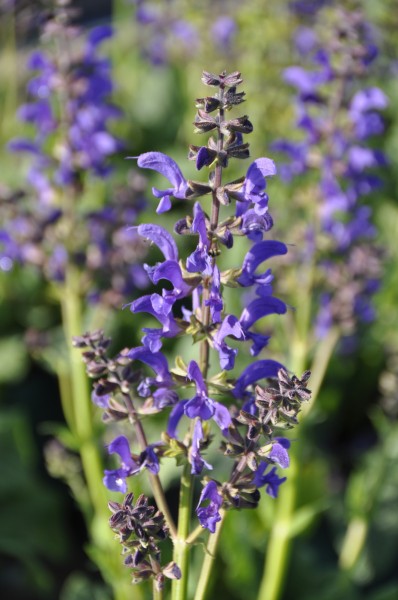 Salbei 'Midnight Model' - Salvia Fashionista