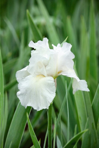Zwerg-Schwertlilie - Iris x barbata-nana, weiss