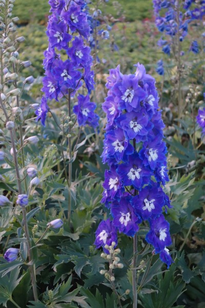 Rittersporn 'Glitzy' - Delphinium Delgenius