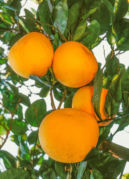 Citrus 'Grapefruit'