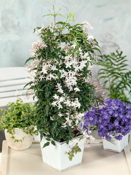 Duftjasmin - Jasminum polyanthum