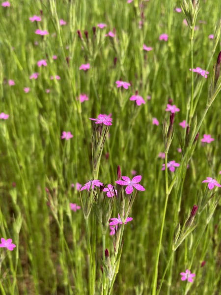 Raue Nelke - Dianthus armeria