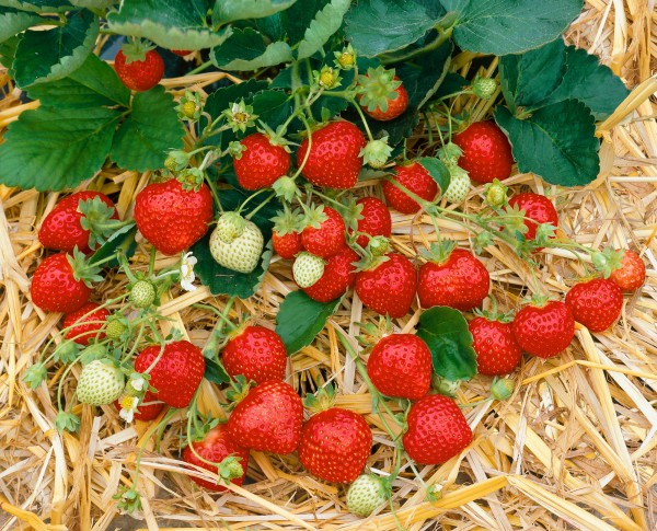 Erdbeere 'Anais' - Fragaria vesca