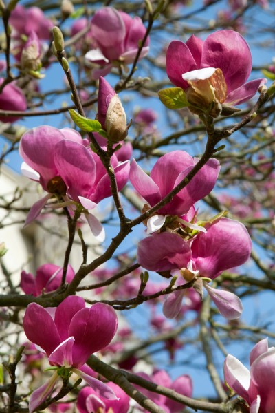 Tulpen-Magnolie 'Rustica Rubra'