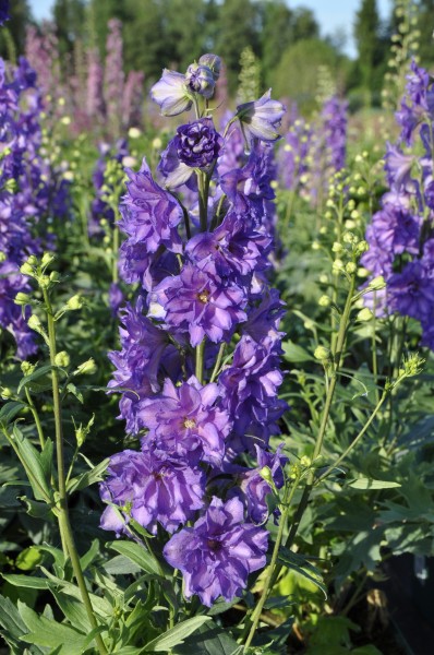 Rittersporn 'Breezin' - Delphinium Delgenius