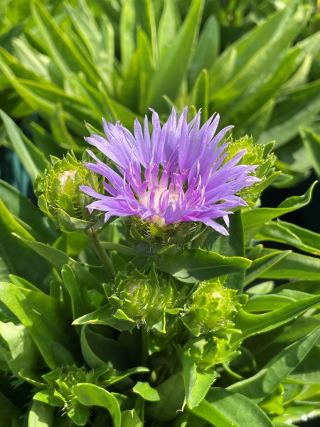 Kornblumenaster 'Mel's Blue' - Stokesia laevis