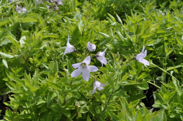 Glockenblume 'Loddon Anne'