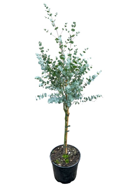 Eucalyptus gunnii 'Azurea'