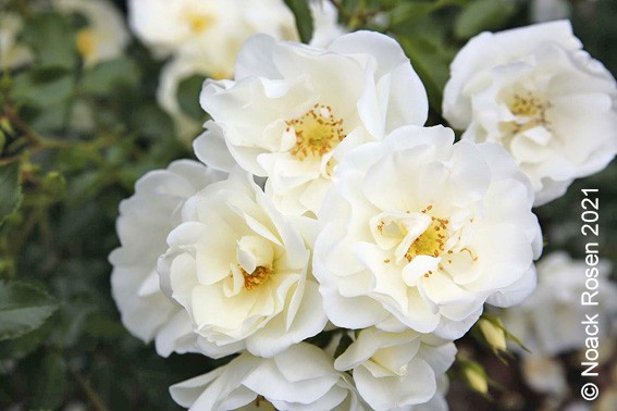 Stammrose 'Schneeflocke'® - Rosa x hybrida
