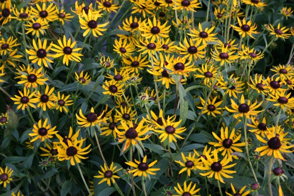 Zwerg-Sonnenhut 'Little Goldstar' - Rudbeckia fulgida