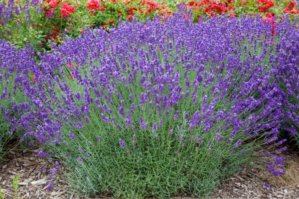 Lavendel 'Grappenhall' - Lavandula x intermedia