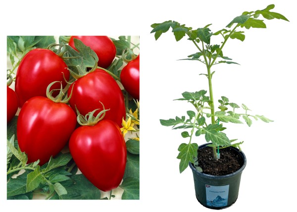 Tomate 'Tomatoberry' veredelt