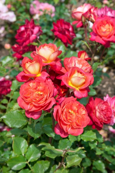 Beetrose 'Midsummer'® - Rosa x hybrida
