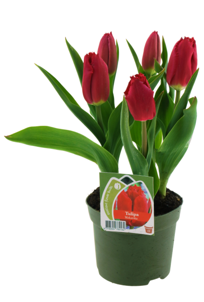 Tulpen 'Makarska'