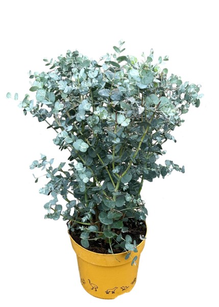 Eucalyptus ' Royal Collection'