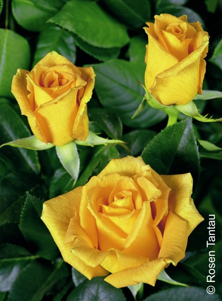 Edelrose 'Golden Monica'® - Rosa x hybrida