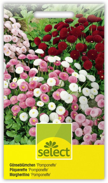 Gänseblümchen ‘Pomponette’, gefüllt, kleinblumige Mischung - Vorderseite