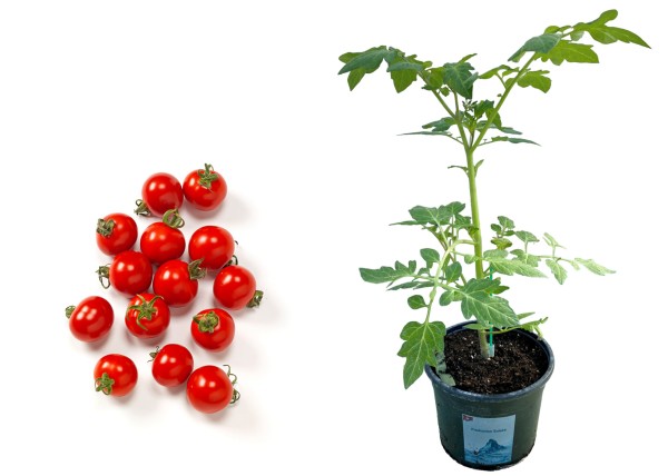Tomate 'Cherry' rot veredelt