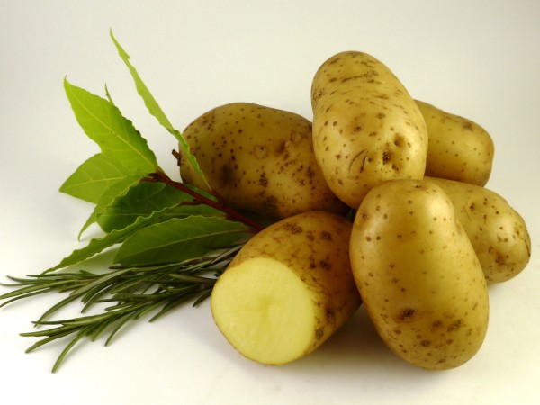 Saatkartoffeln 'Bintje', 2.5 kg