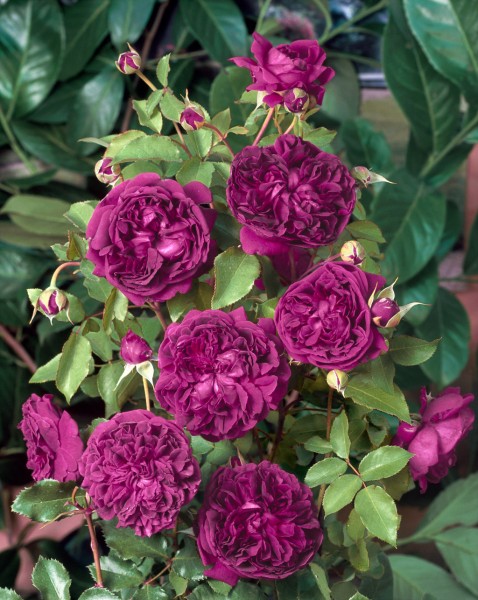 Englische Rose 'William Shakespeare 2000' - Rosa x hybrida